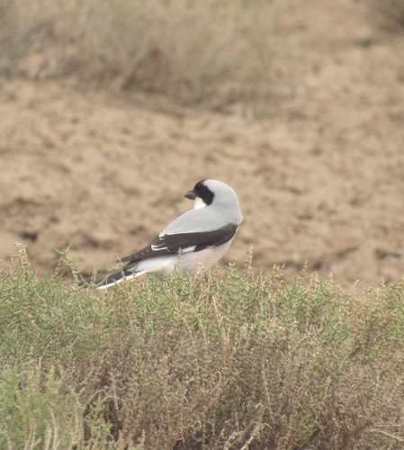 Lesser Grey Shrike