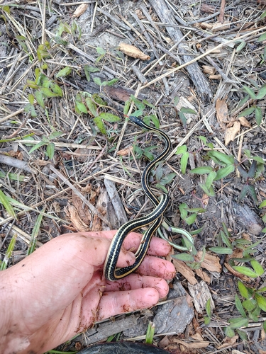 Western Ribbon Snake