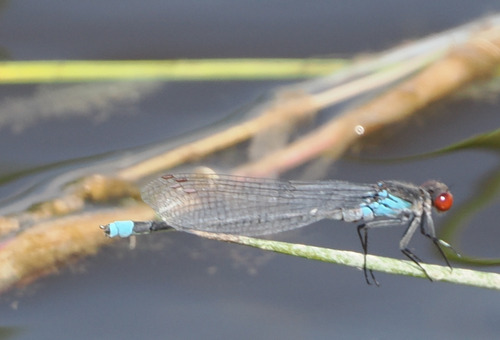Red-eyed Damselfly