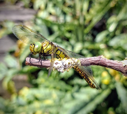 Southern Migrant Hawker