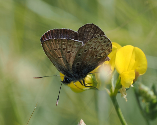 Silver-studded Blue