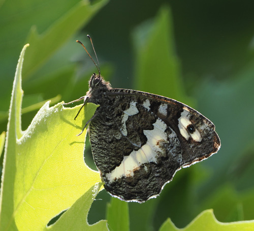 Great Banded Grayling