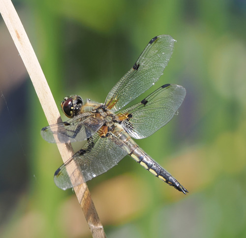 Four-spotted Skimmer