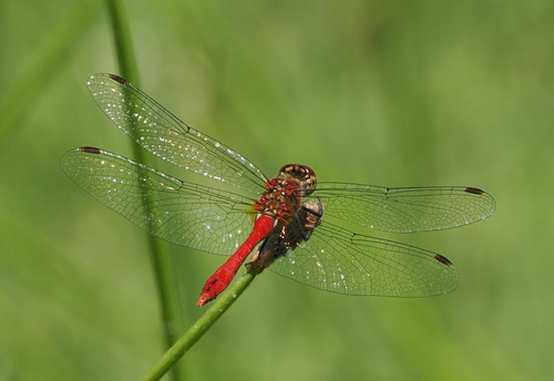 Ruddy Darter