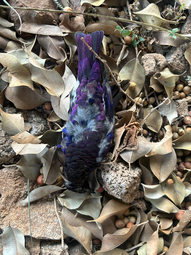 Violet-backed Starling