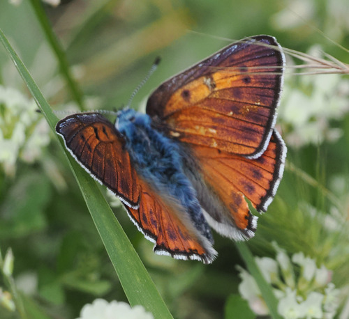Purple-shot Copper