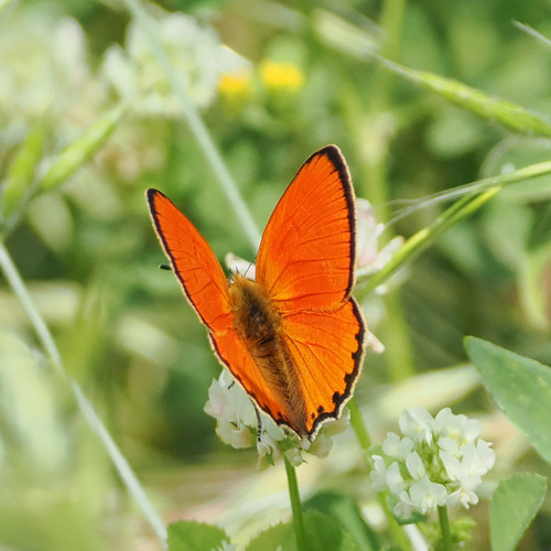 Scarce Copper