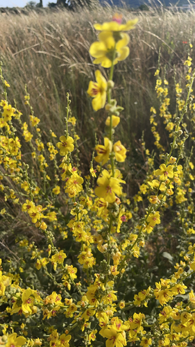 wavyleaf mullein