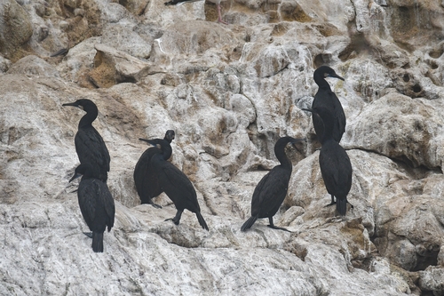 Brandt's Cormorant