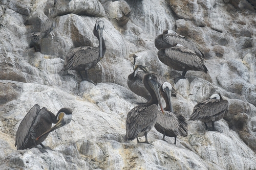 California Brown Pelican