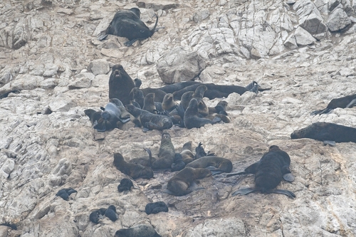 Northern Fur Seal