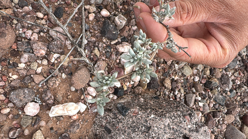 Shrubby Tiquilia
