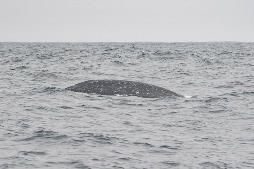Grey Whale