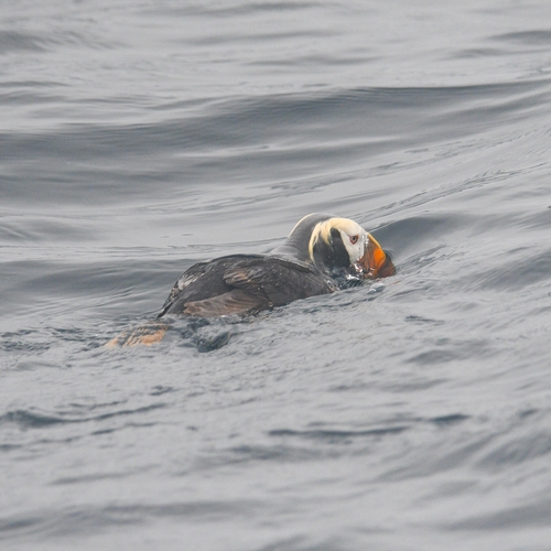 Tufted Puffin
