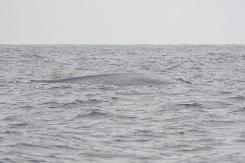 Blue Whale