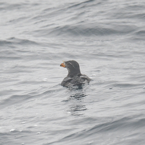 Rhinoceros Auklet