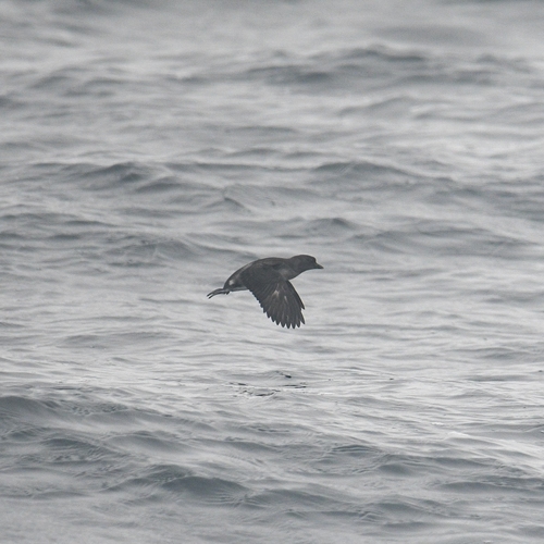 Cassin's Auklet