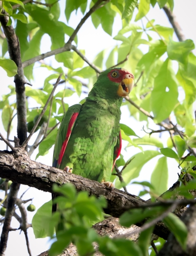 White-fronted Amazon (Amazona albifrons)