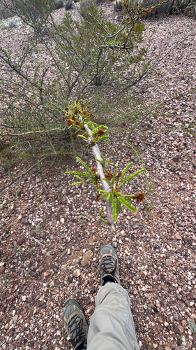 Viscid acacia