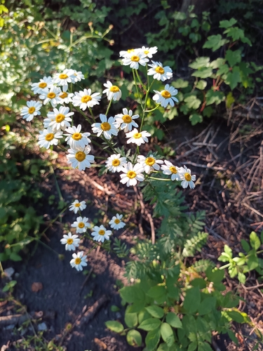 Scentless Feverfew