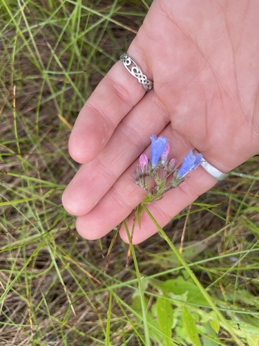 Tall Bluebell
