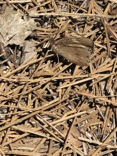 iNaturalist observation photo of Gray Buckeye
