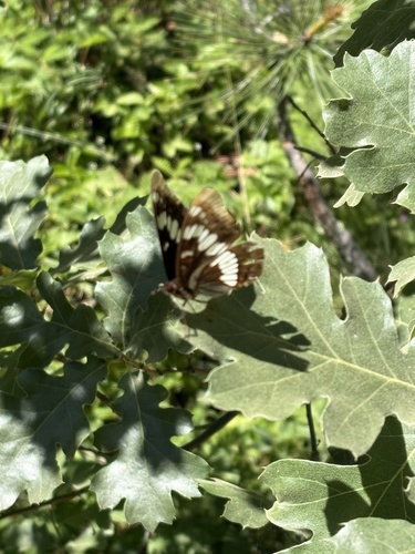 iNaturalist observation photo of Lorquin's Admiral