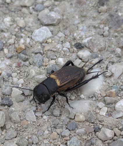European Field Cricket