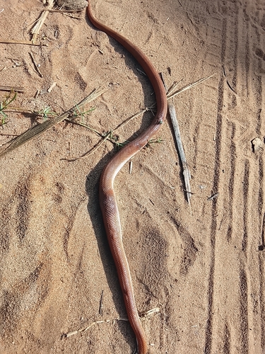 Cape House Snake