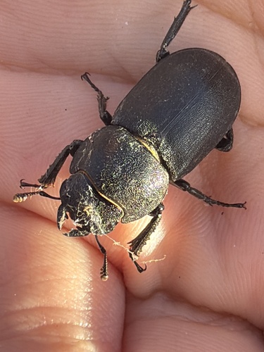 Lesser Stag Beetle
