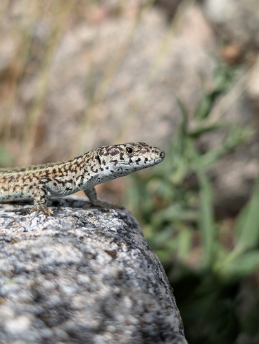 Guadarrama Wall Lizard