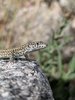 Guadarrama Wall Lizard - Photo (c) Ivan Perez, all rights reserved, uploaded by Ivan Perez