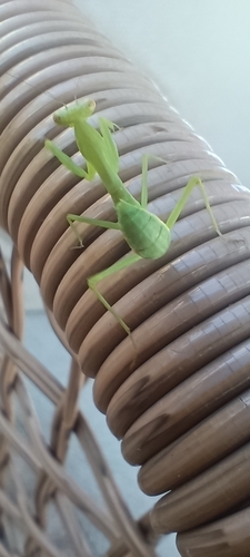 Transcaucasian Giant Mantis