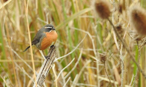 Black-and-rufous Warbling-Finch