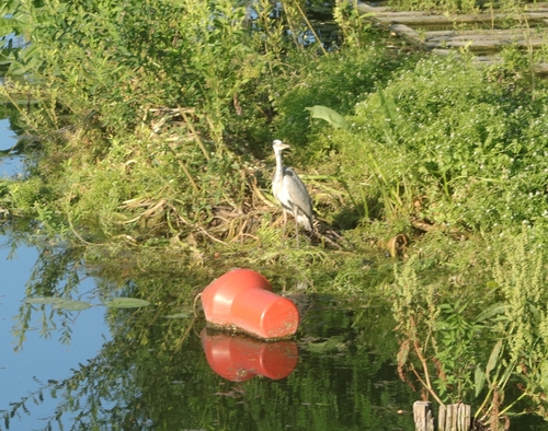 Grey Heron