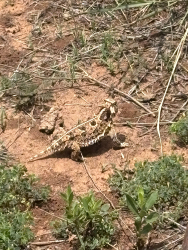 Texas Horned Lizard