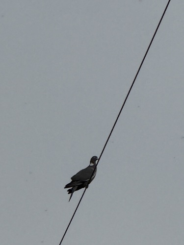 Common Wood-Pigeon