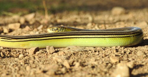 Striped Worm Lizard