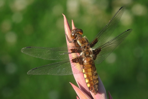 Broad-bodied Chaser