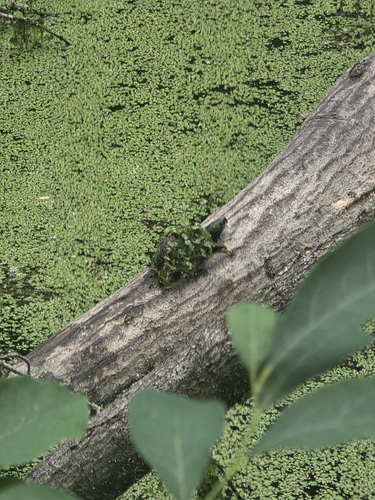 Eastern Musk Turtle