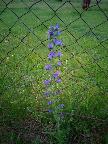 viper's-bugloss