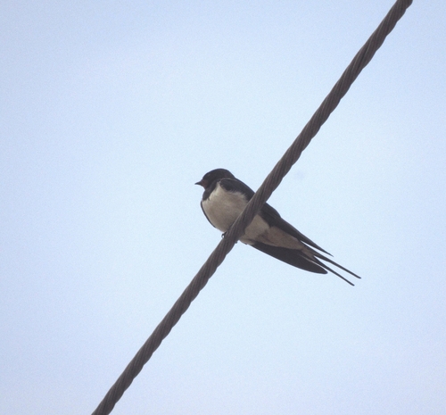 Barn Swallow