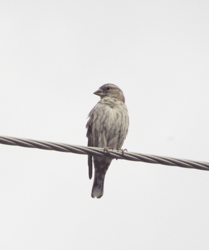 Rock Sparrow