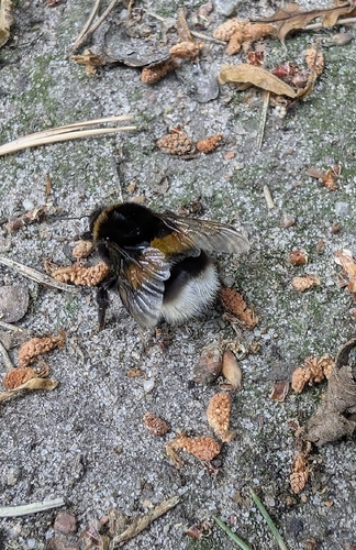Buff-tailed Bumble Bee