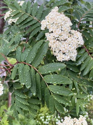 European mountain ash