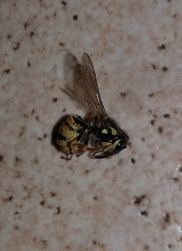 German Yellowjacket