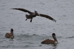 California Brown Pelican