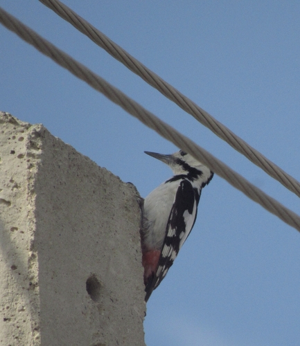 Syrian Woodpecker