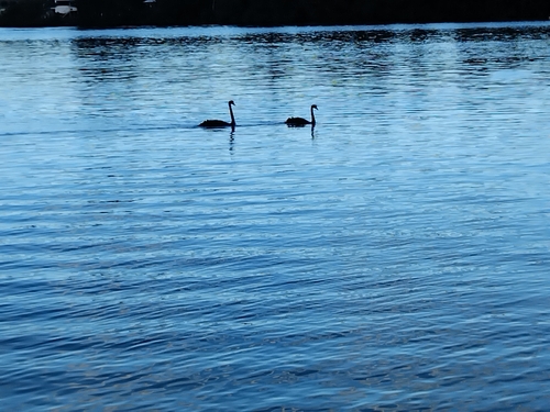 Black Swan