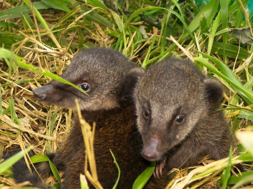 South American Coati